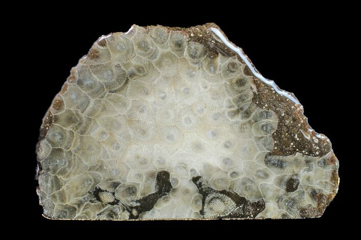 Polished Petoskey Stone (Fossil Coral) - Michigan #156019